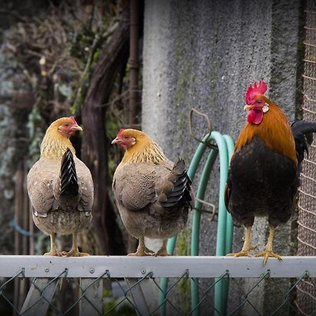 Casa Do Vale Konuk evi Fafe Dış mekan fotoğraf